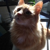 Entry image for Digby