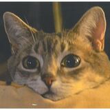 Entry image for Luna