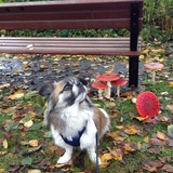 Entry image for Kingsley