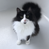 Entry image for Cosmo