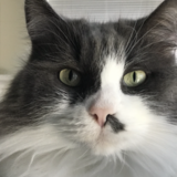 Entry image for Lainey