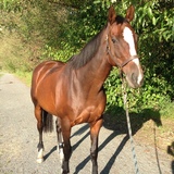 Entry image for Maya