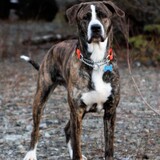 Entry image for Koda