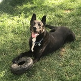 Entry image for Marty