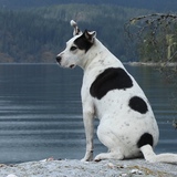 Entry image for Jack