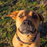 Entry image for Sadie Doo