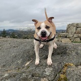 Entry image for Bruno