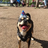 Entry image for Ziggy