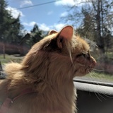 Entry image for Dexter