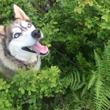 Entry image for Kaya