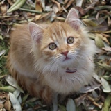 Entry image for Bean