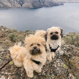 Entry image for Leia (right) Spike (left) brother & sister