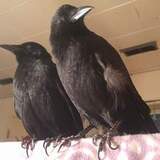 Entry image for Storm and Shadow