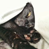 Entry image for Mauser 