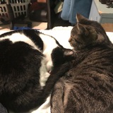 Entry image for Tito & Jax