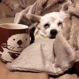 Entry image for Saphi