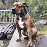 Entry image for Rocco