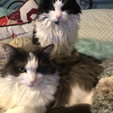 Entry image for Tia and Sadie 