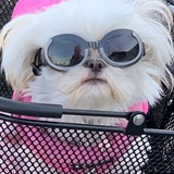 Entry image for Poppy