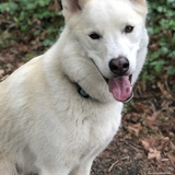 Entry image for Kodiak