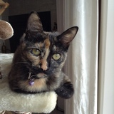 Entry image for Elbe