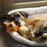 Entry image for Sadie