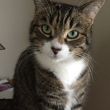 Entry image for Nellie 