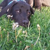 Entry image for Blue 