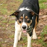 Entry image for Miko