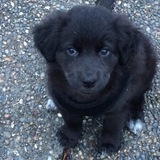 Entry image for Leia