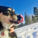 Entry image for Willow