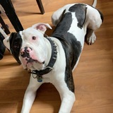 Entry image for Boomer 