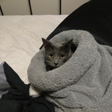 Entry image for Oskar (aka Oskar the Great)