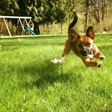 Entry image for Bella