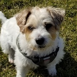 Entry image for Jack