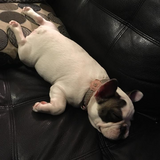 Entry image for Lily