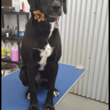 Entry image for Morrigan 