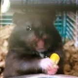 Entry image for Scarlett 