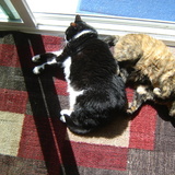 Entry image for Lovey and Pooper