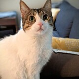 Entry image for Ms. Brooklyn Bounce