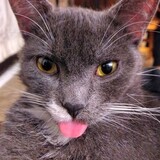 Entry image for Chewie