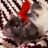 Entry image for Oscar