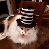 Entry image for Blossom