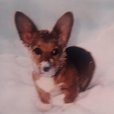 Entry image for Wookie