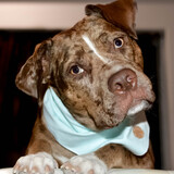 Entry image for Milo