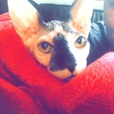 Entry image for Beerus