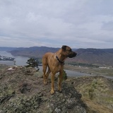 Entry image for Clifford