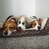 Entry image for Milo, Evah, and Shiloh