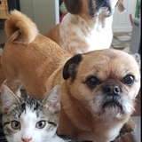 Entry image for Dax,Tbone and Riley