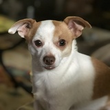 Entry image for Amigo